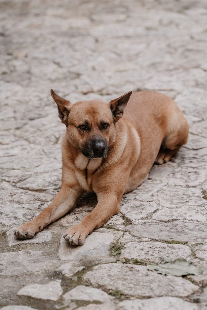 CathyKohlenbergFotografie 157 - Hochzeit auf Mallorca – Eine Traumhochzeit auf der Finca Son Burguet